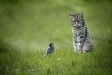 Vogelgrippe bei Katzen (H5N1) Symptome, Ansteckung & Schutz vor Infektionsrisiken.jpg